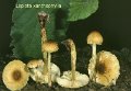 Lepiota xanthophylla-amf2058